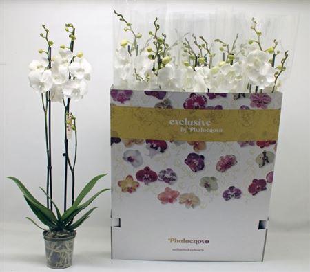 Горшечные цветы и растения оптом Phal Ov Wit 2 Branches 18+ от 12шт из Голландии с доставкой по России