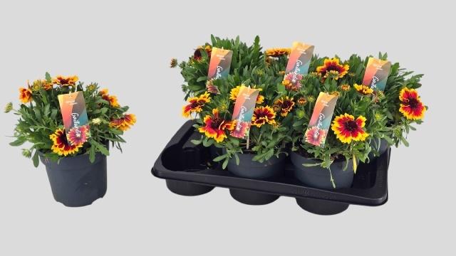 Горшечные цветы и растения оптом Gail Arizona Sun от 6шт из Голландии с доставкой по России