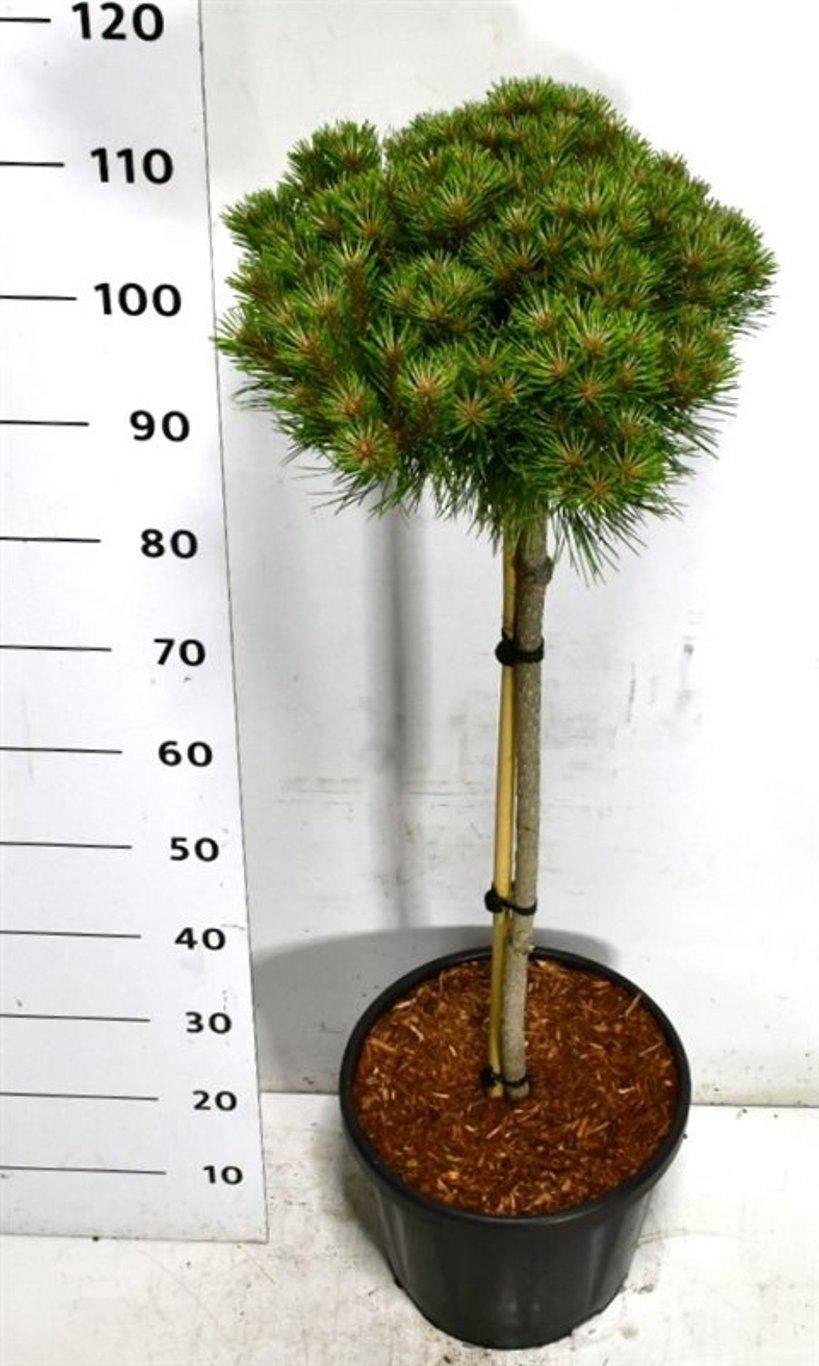 Горшечные цветы и растения оптом Pinus Nigra Marie Bregeon On Stem от 1шт из Голландии с доставкой по России
