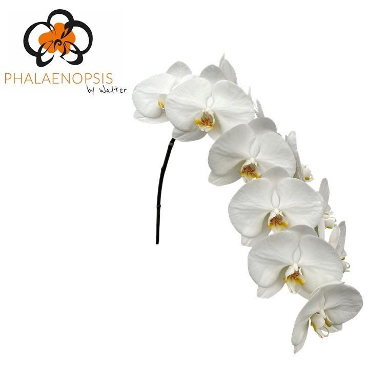 Срезанные цветы оптом Phalaenopsis magnificent maliha (per flower) от 12шт из Голландии с доставкой по России