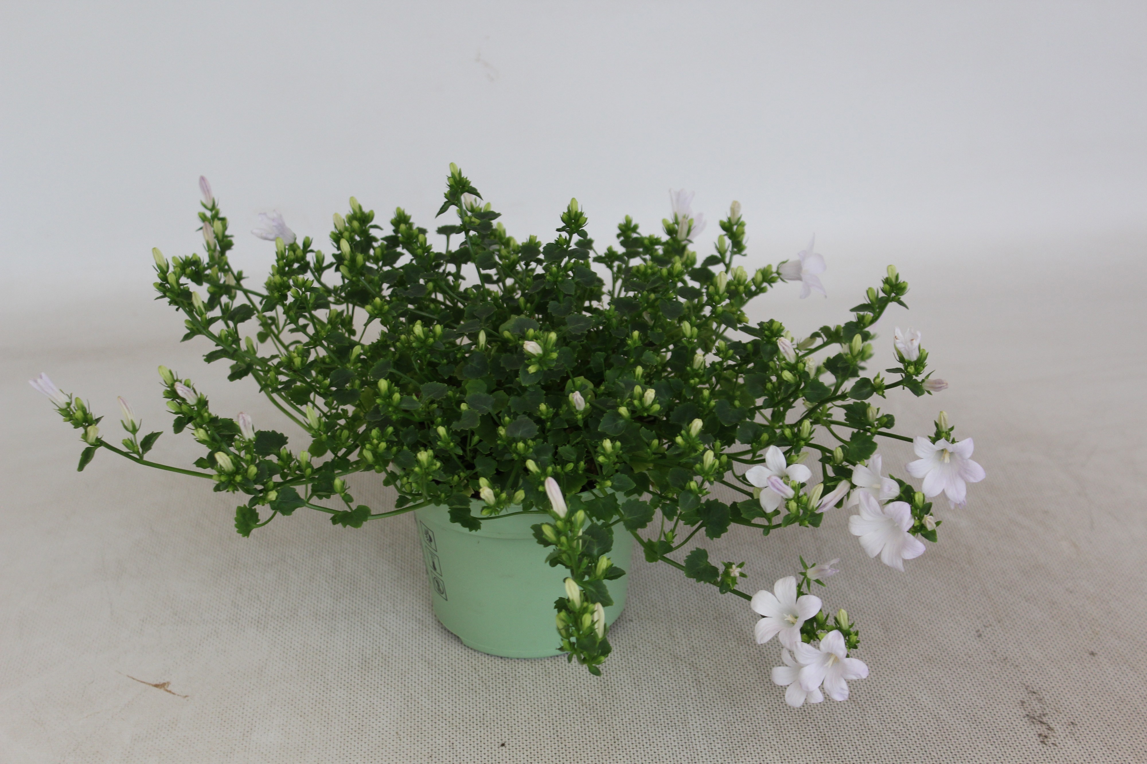 Горшечные цветы и растения оптом Campanula Wit Portenschlagiana Kosea Kane от 6шт (для телеги) из Голландии с доставкой по России