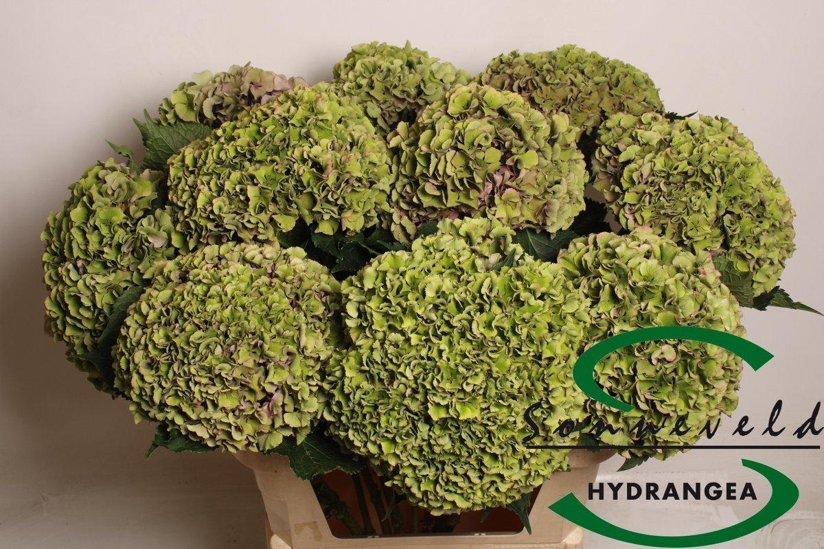 Срезанные цветы оптом Hydrangea royal parade classic green от 10шт из Голландии с доставкой по России