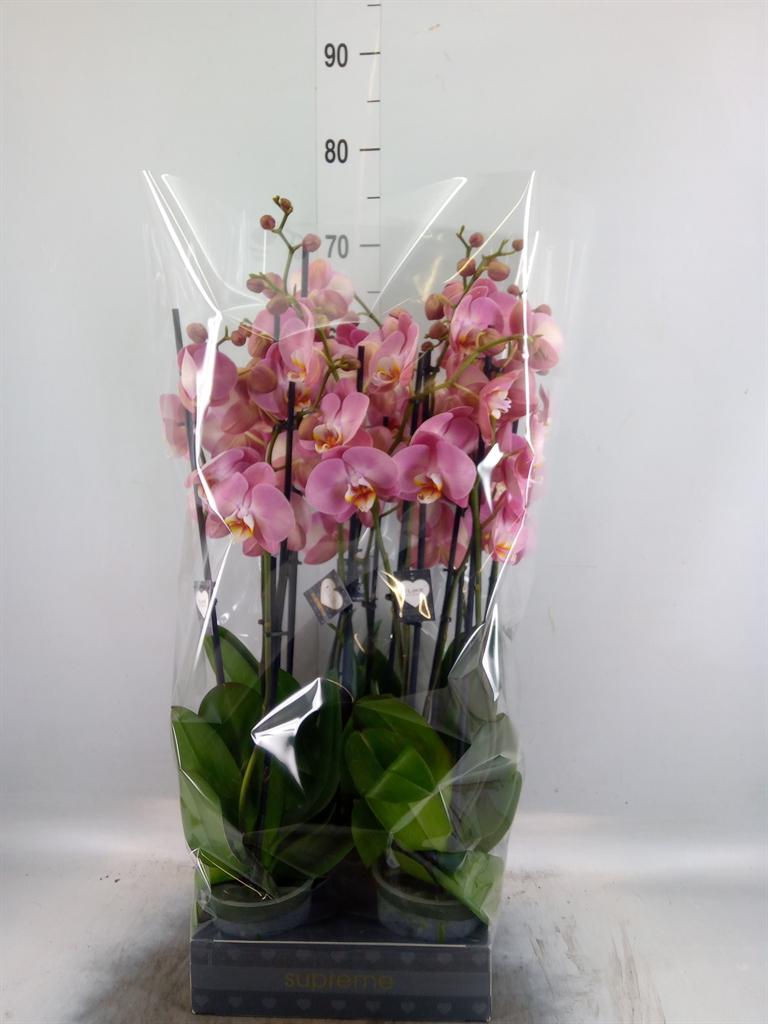 Горшечные цветы и растения оптом Phalaenopsis   ... от 5шт из Голландии с доставкой по России