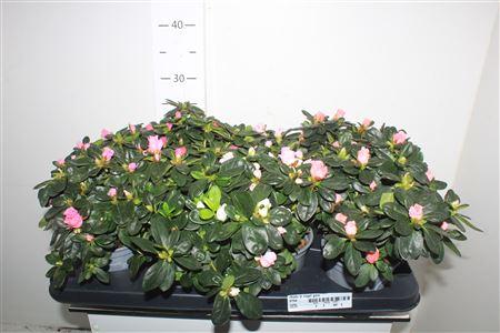 Горшечные цветы и растения оптом Rhodo Si Vogel Gem от 8шт из Голландии с доставкой по России