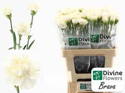Срезанные цветы оптом Dianthus st brava от 80шт из Голландии с доставкой по России