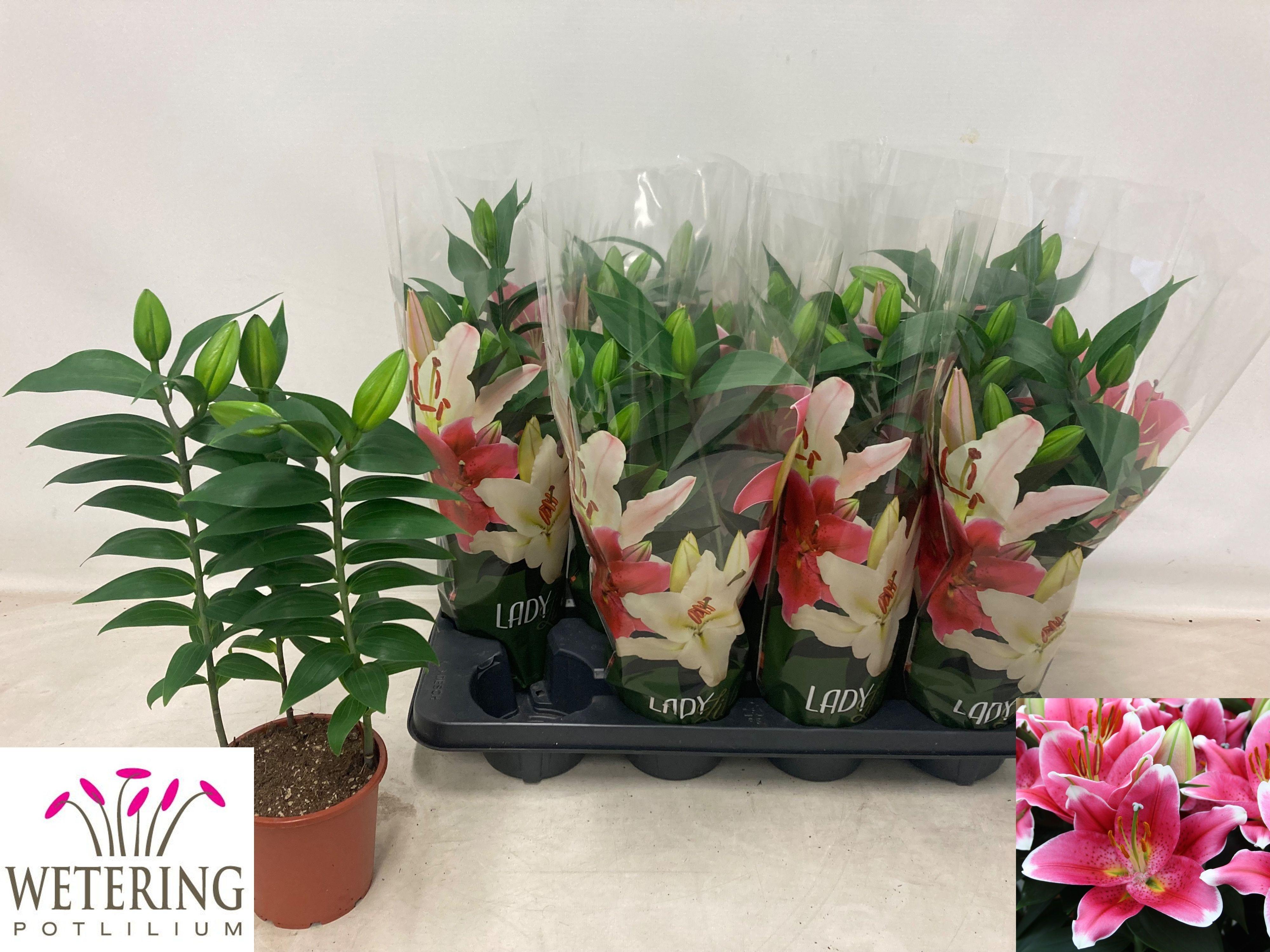 Горшечные цветы и растения оптом Lilium Or. Sunny Robyn от 8шт из Голландии с доставкой по России