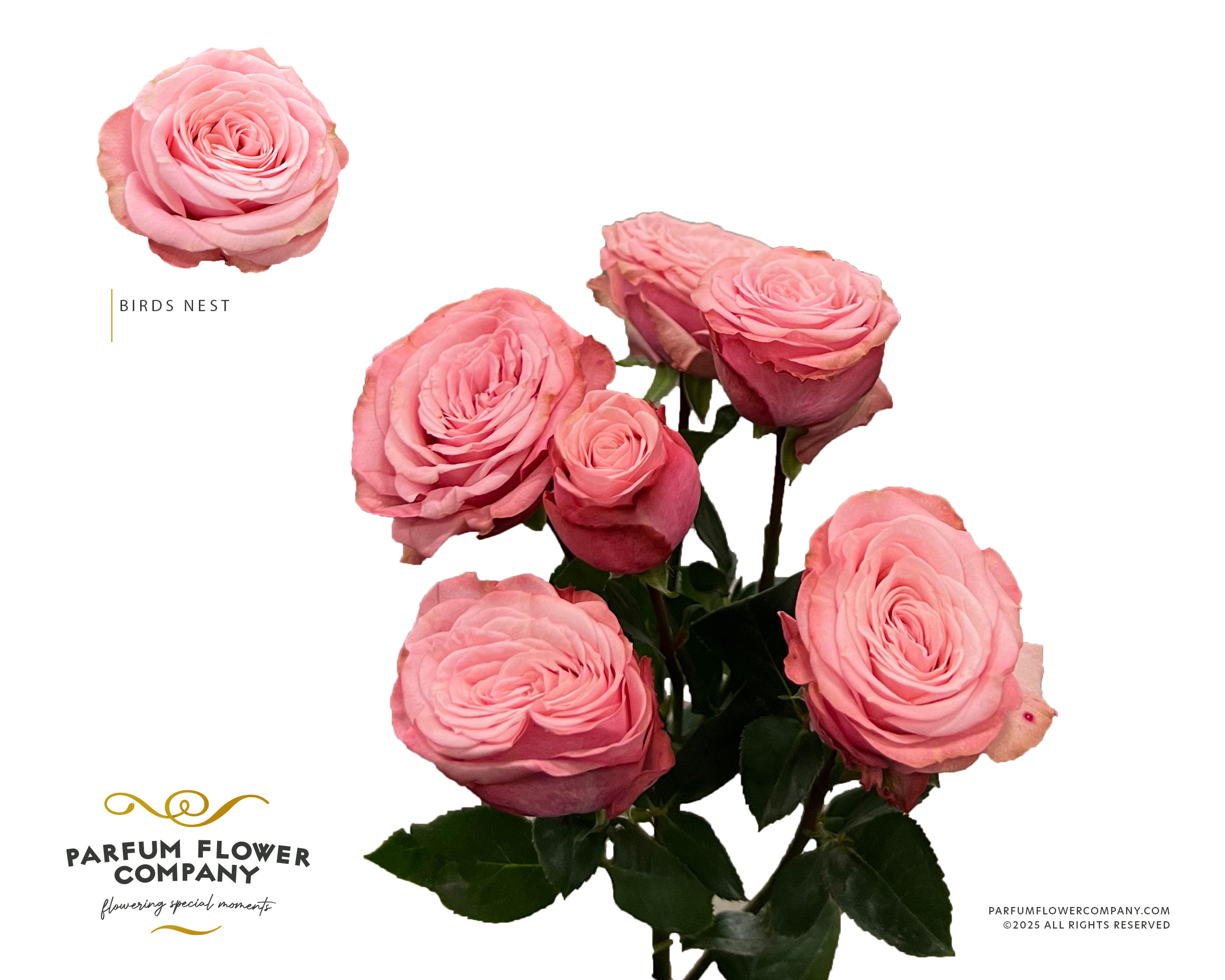 Срезанные цветы оптом Rosa spray birds nest+ от 24шт из Голландии с доставкой по России