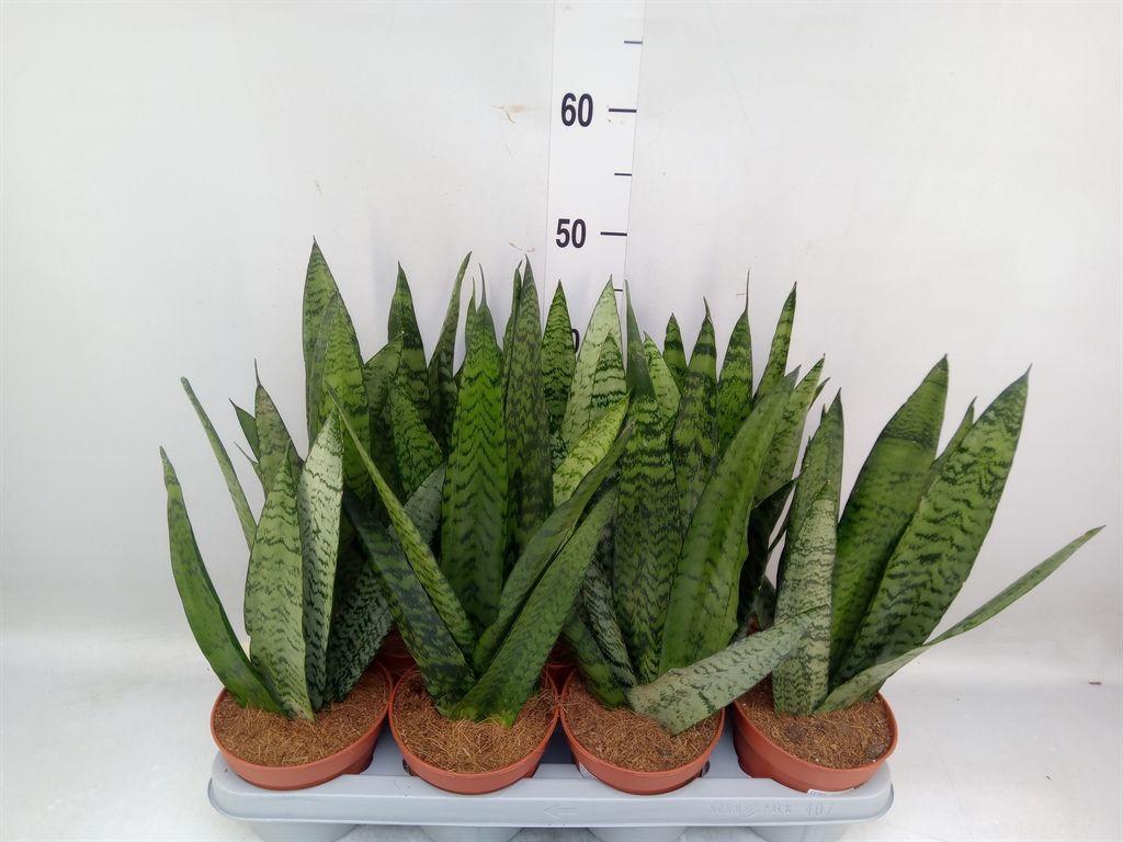 Горшечные цветы и растения оптом Sansevieria Zeylanica от 7шт из Голландии с доставкой по России
