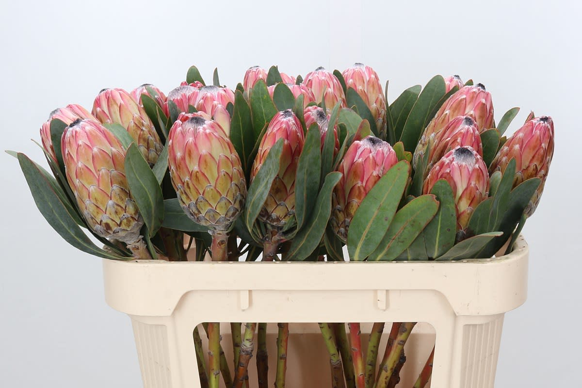 Срезанные цветы оптом Protea susara от 7шт из Голландии с доставкой по России