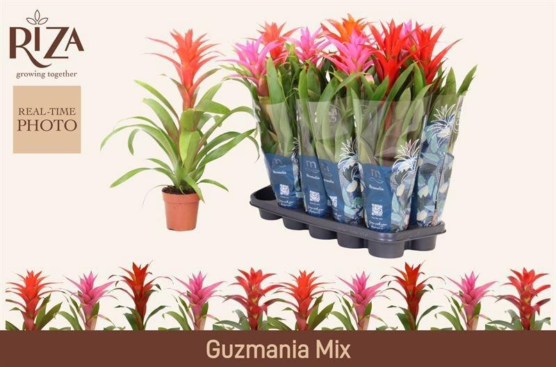 Горшечные цветы и растения оптом Guzm Gem 5 Srt от 10шт из Голландии с доставкой по России