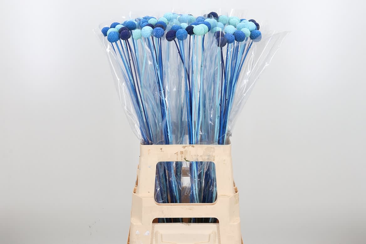 Срезанные цветы оптом Craspedia paint mix blue lagoon от 100шт из Голландии с доставкой по России