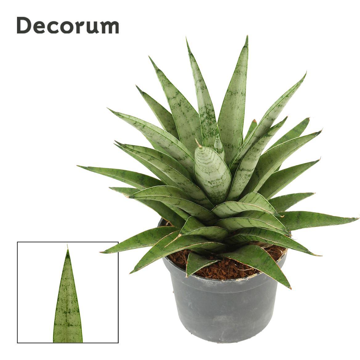 Горшечные цветы и растения оптом Sansevieria Silver Crown Dec от 18шт (для телеги) из Голландии с доставкой по России