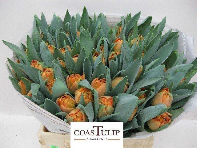 Срезанные цветы оптом Tulipa do valdivia от 100шт из Голландии с доставкой по России