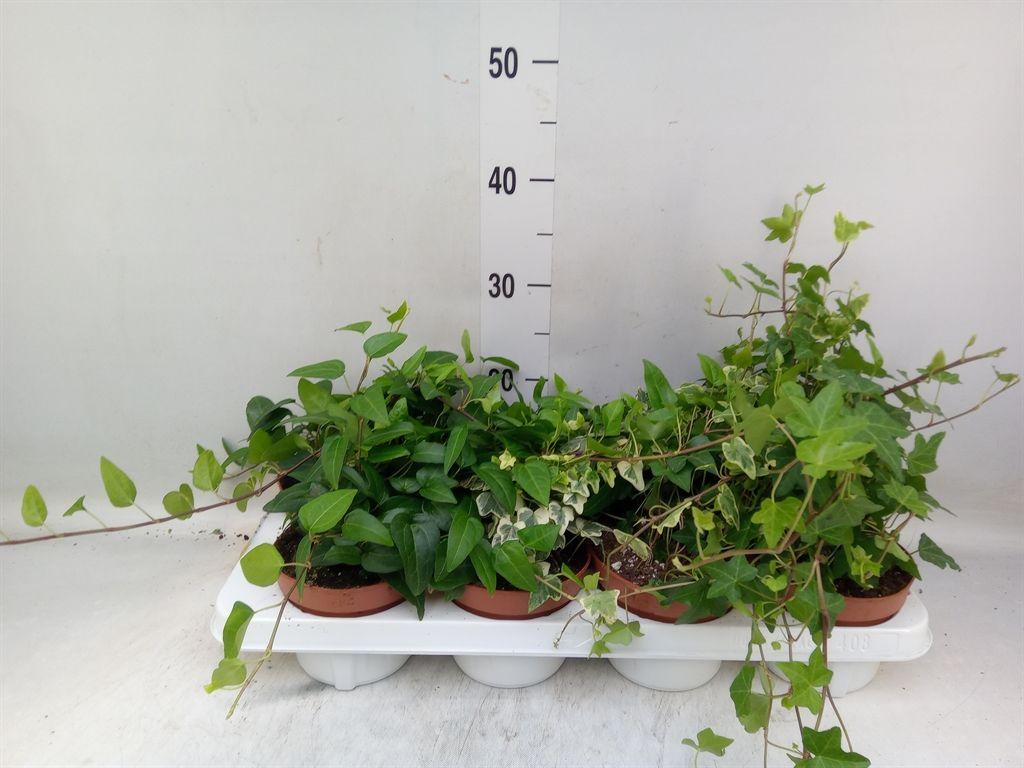 Горшечные цветы и растения оптом Hedera   ...mix от 8шт из Голландии с доставкой по России