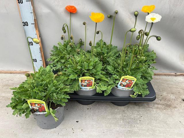 Горшечные цветы и растения оптом Papa Nud Gartenzwerg от 6шт из Голландии с доставкой по России