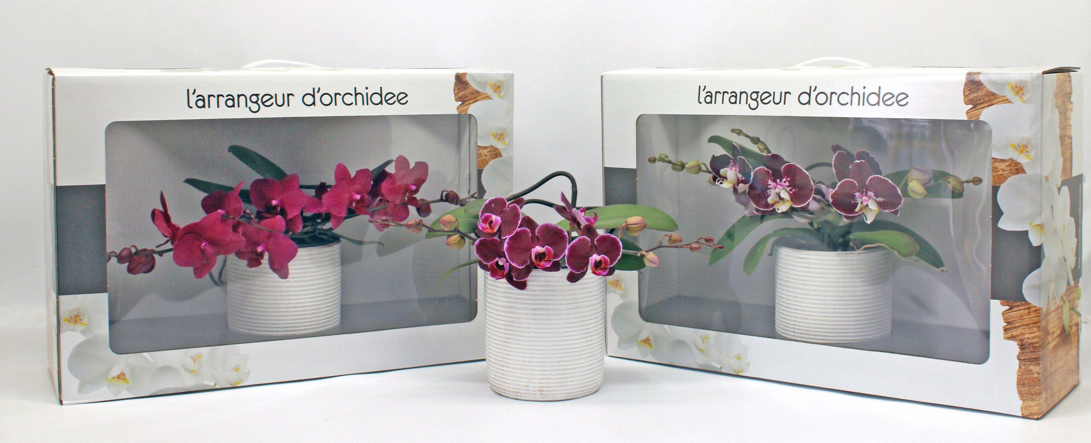 Горшечные цветы и растения оптом Phal Larrangeur Dorchidee Red (groen) от 1шт из Голландии с доставкой по России
