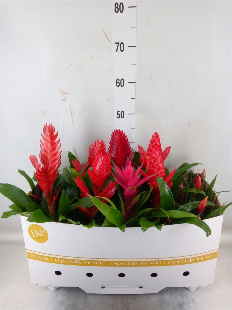 Горшечные цветы и растения оптом Bromelia   ...mix от 10шт из Голландии с доставкой по России