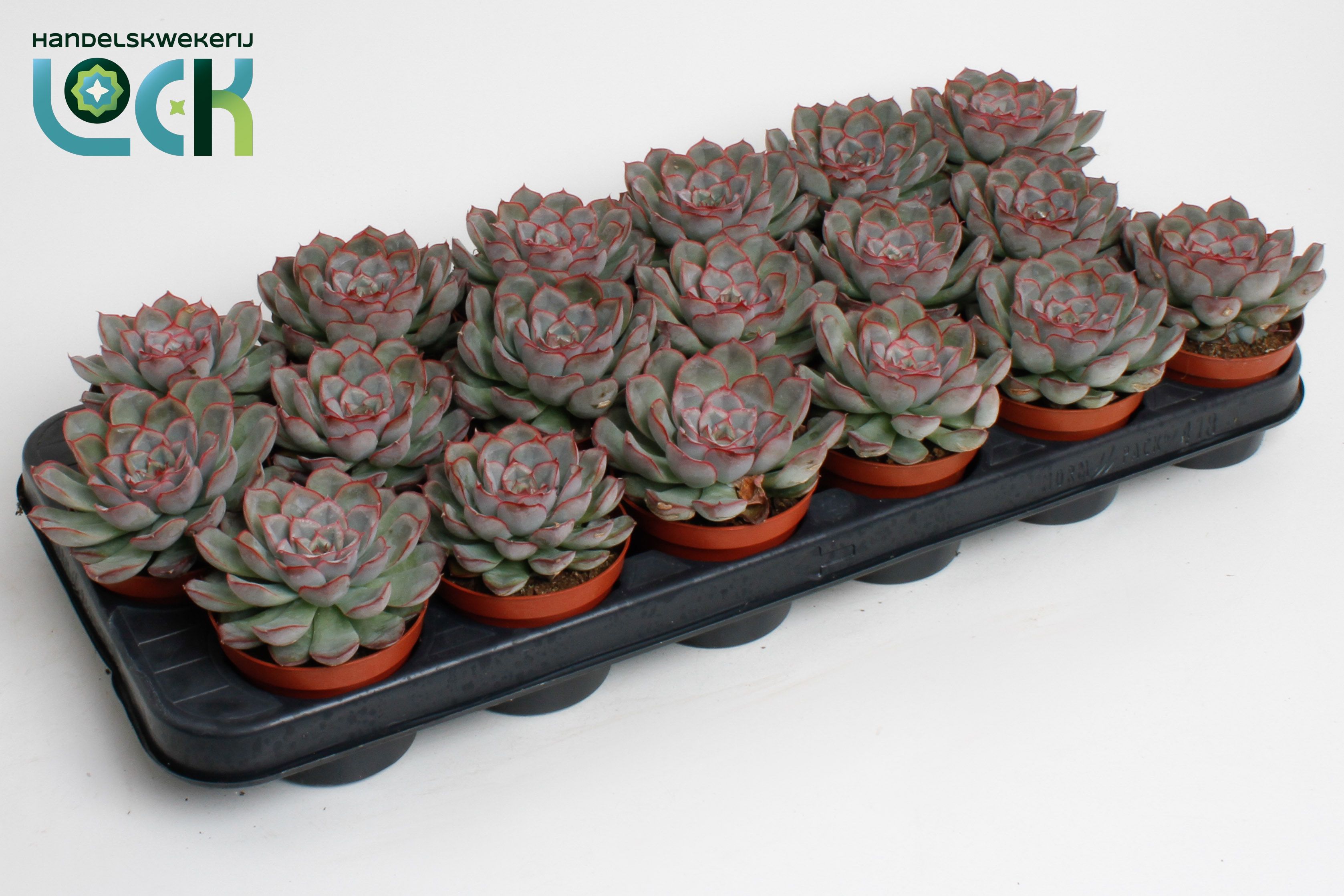 Горшечные цветы и растения оптом Echeveria Deremensis от 12шт (для телеги) из Голландии с доставкой по России