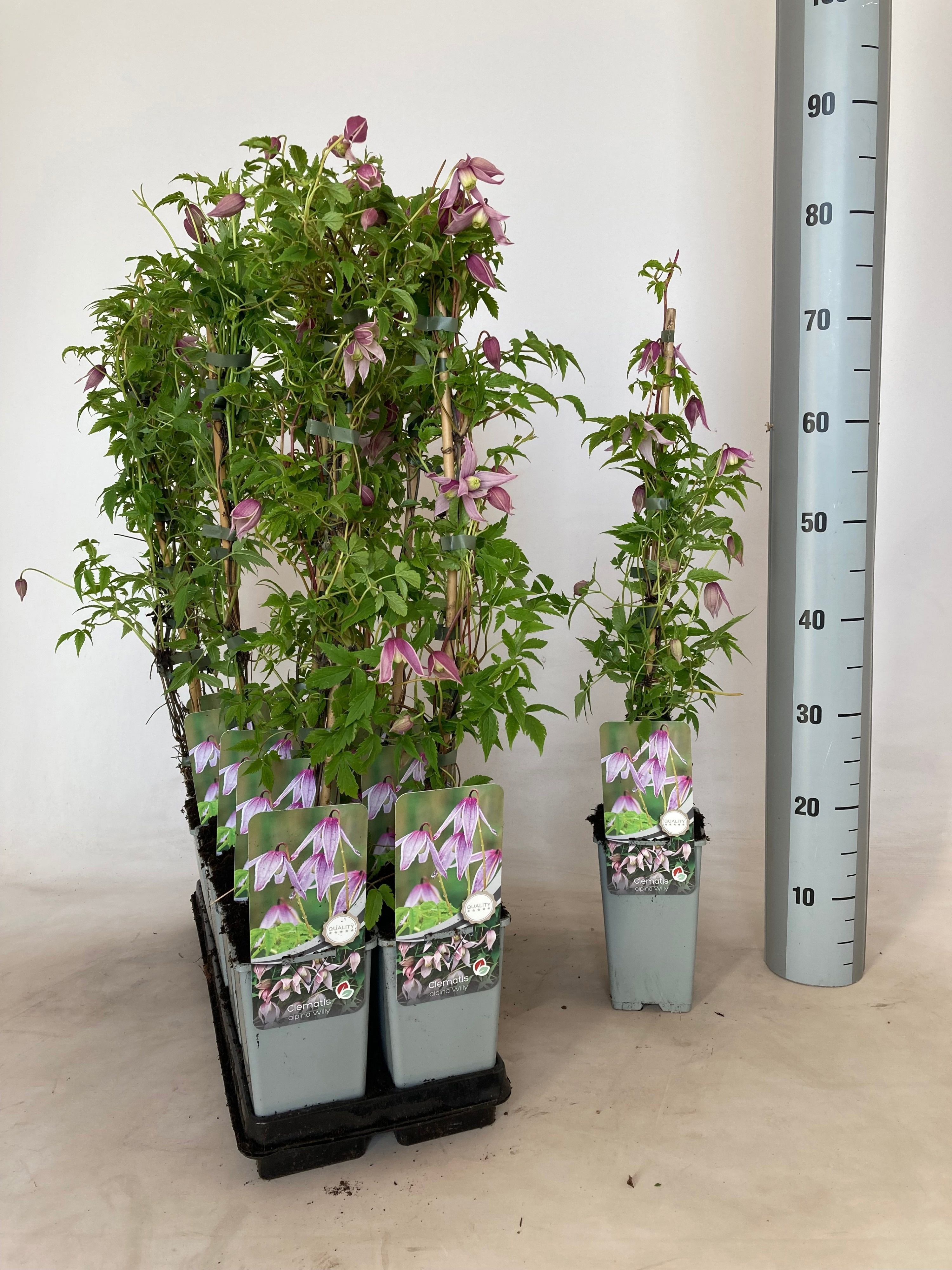 Горшечные цветы и растения оптом Clem At Willy от 10шт из Голландии с доставкой по России