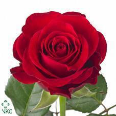 Срезанные цветы оптом Rosa large red ribbon от 80шт из Голландии с доставкой по России