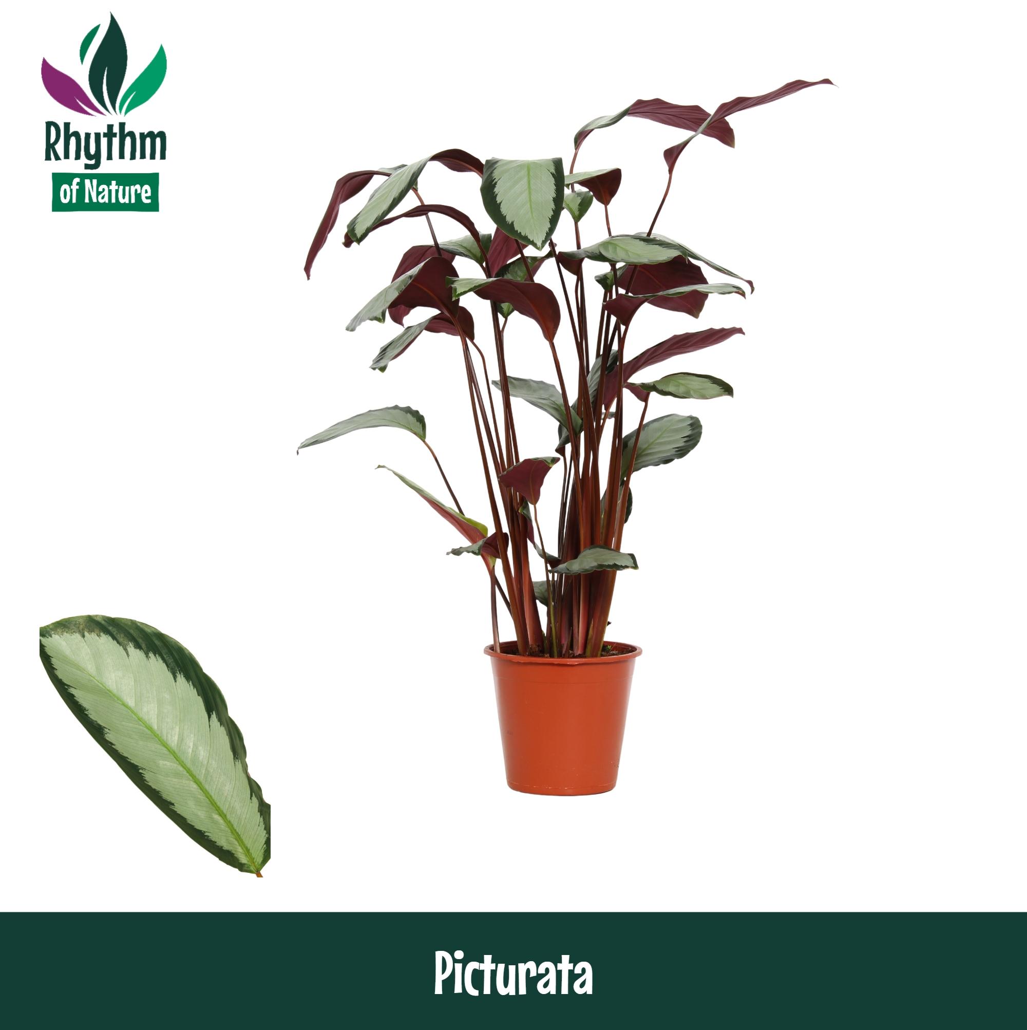 Горшечные цветы и растения оптом Calathea Picturata (rhythm Of Nature) от 6шт из Голландии с доставкой по России
