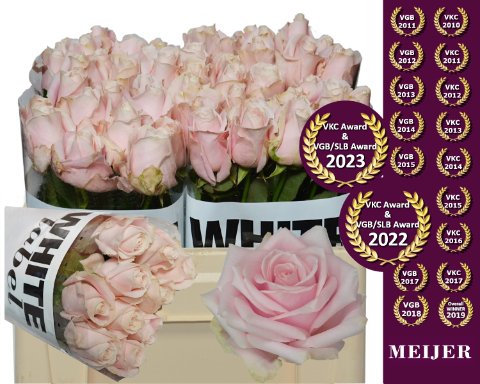 Срезанные цветы оптом Rosa large sweet avalanche+ от 50шт из Голландии с доставкой по России