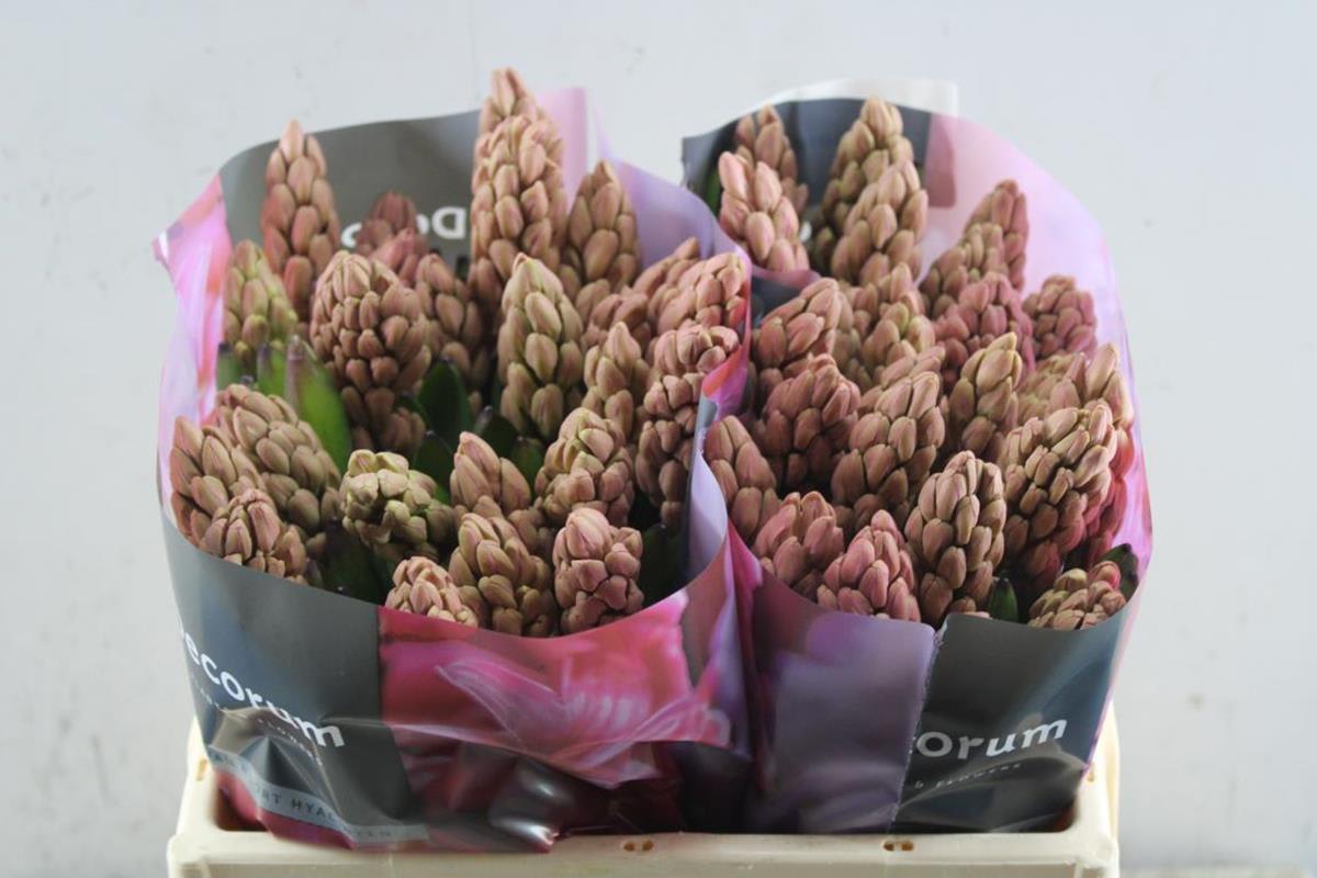 Срезанные цветы оптом Hyacinthus johanna от 50шт. из Голландии с доставкой по России