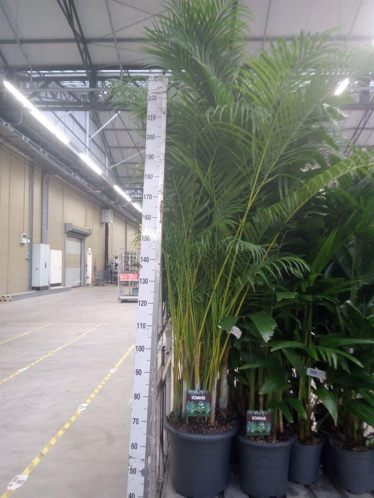 Горшечные цветы и растения оптом Dypsis Lutescens   ...chrysalidoca от 1шт из Голландии с доставкой по России