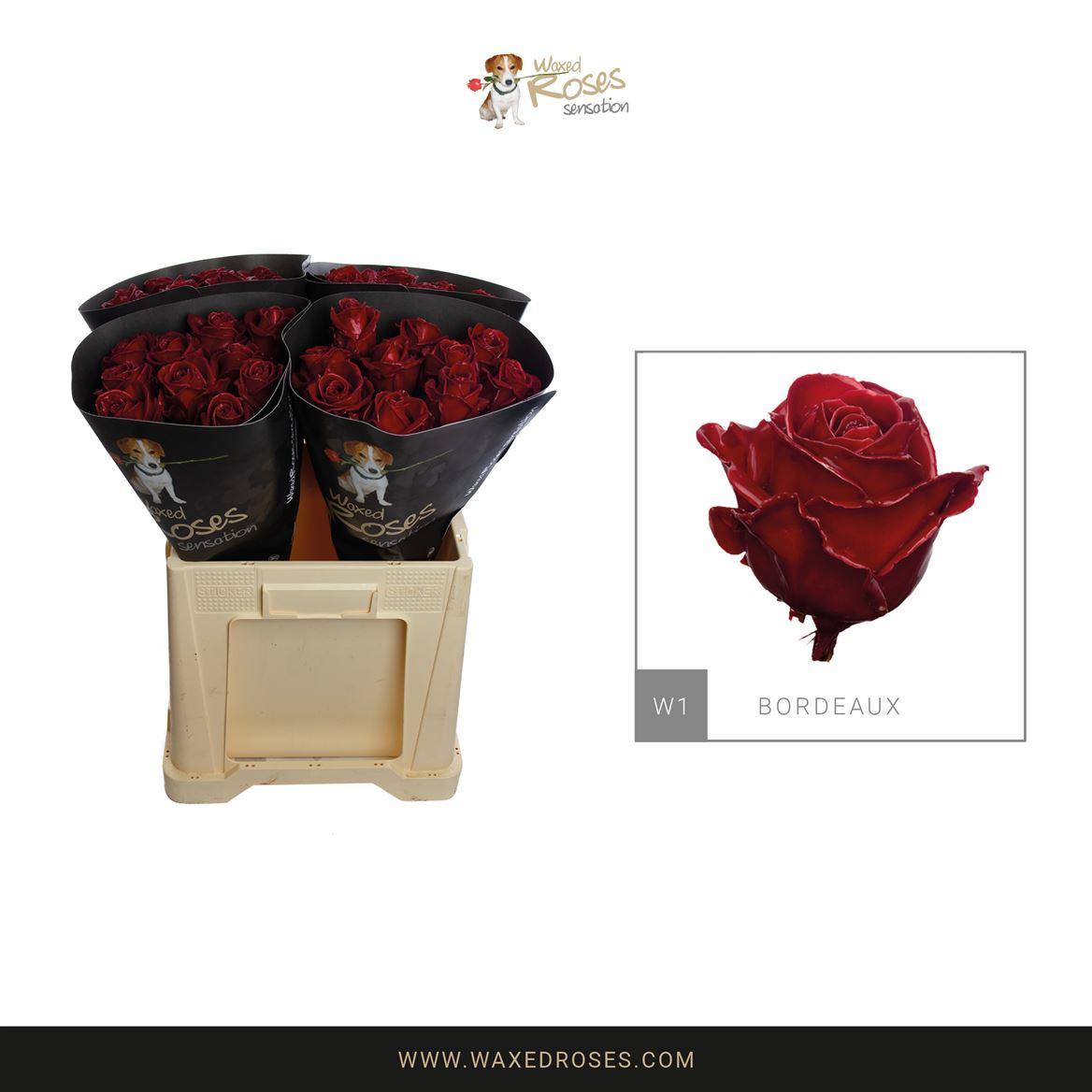 Срезанные цветы оптом Rosa large wax bordeaux от 40шт из Голландии с доставкой по России