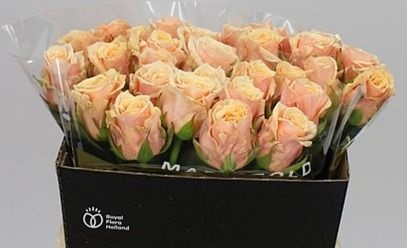 Срезанные цветы оптом Rosa large bellini! от 30шт из Голландии с доставкой по России