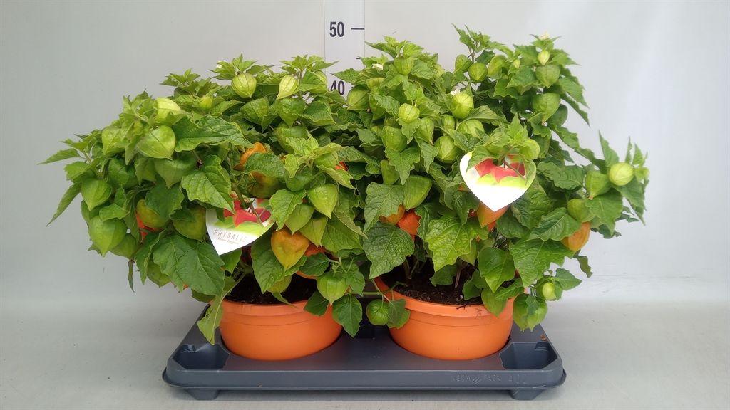 Горшечные цветы и растения оптом Physalis Alkekengi Var. Franchetii от 2шт из Голландии с доставкой по России