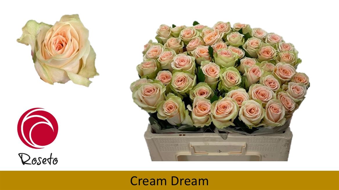 Срезанные цветы оптом Rosa large cream dream от 60шт из Голландии с доставкой по России