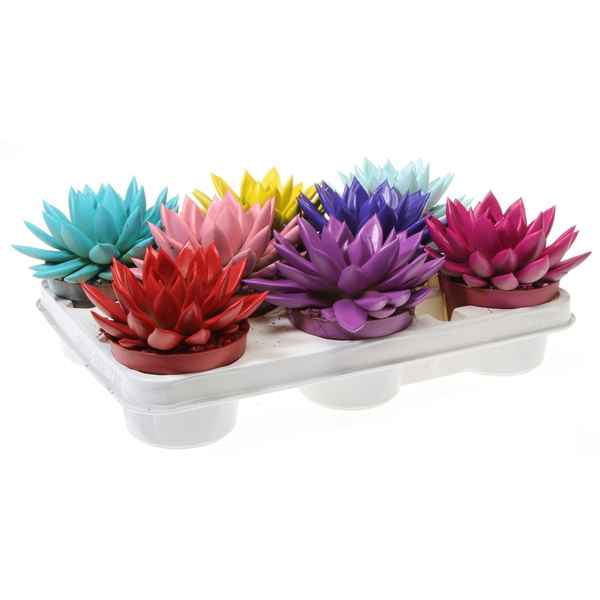 Горшечные цветы и растения оптом Echeveria Rainbow Mix от 8шт из Голландии с доставкой по России