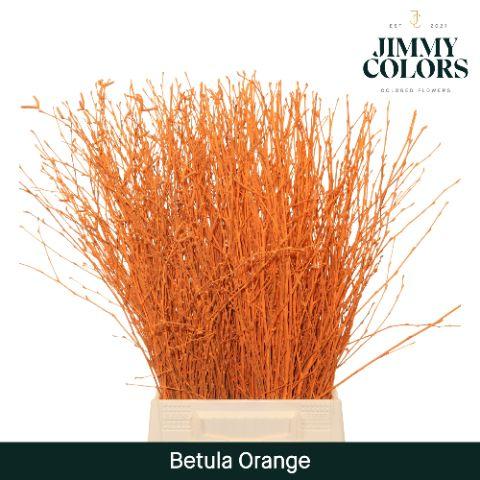 Срезанные цветы оптом Betula paint orange от 20шт из Голландии с доставкой по России