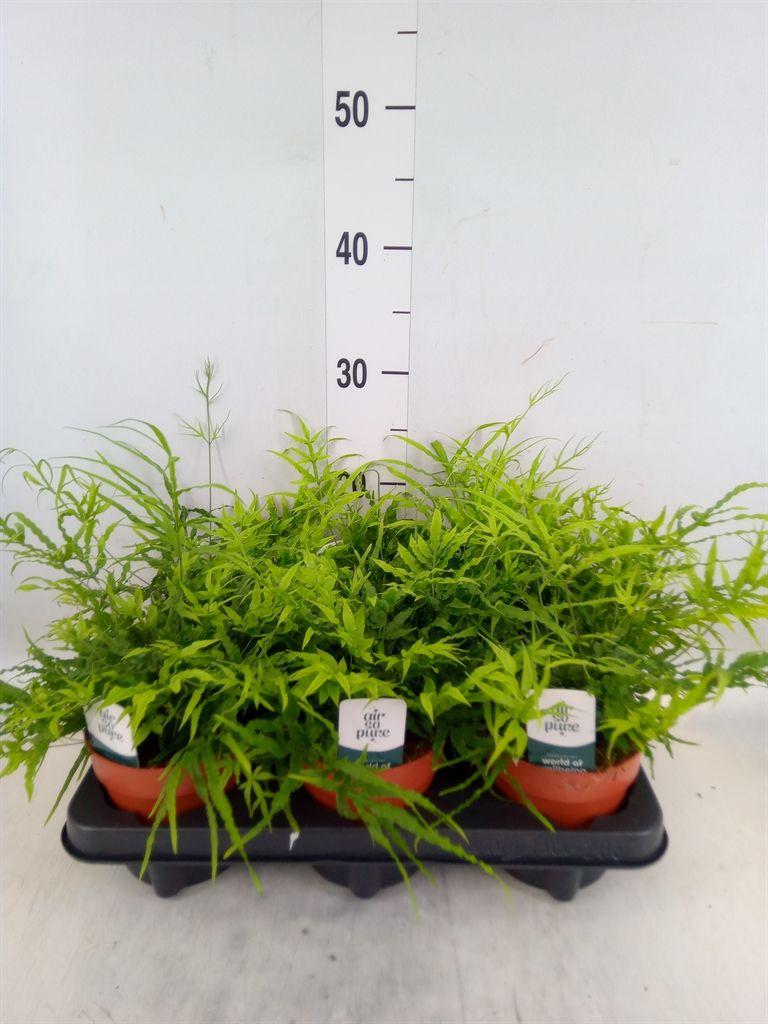 Горшечные цветы и растения оптом Pteris   ... от 6шт из Голландии с доставкой по России