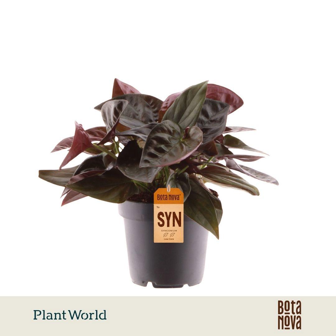 Горшечные цветы и растения оптом Syngonium Erythrophyllum Red Arrow от 10шт из Голландии с доставкой по России