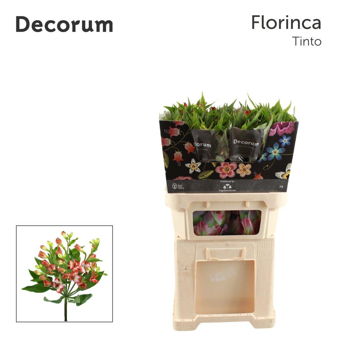 Срезанные цветы оптом Alstroemeria fl tinto от 50шт из Голландии с доставкой по России