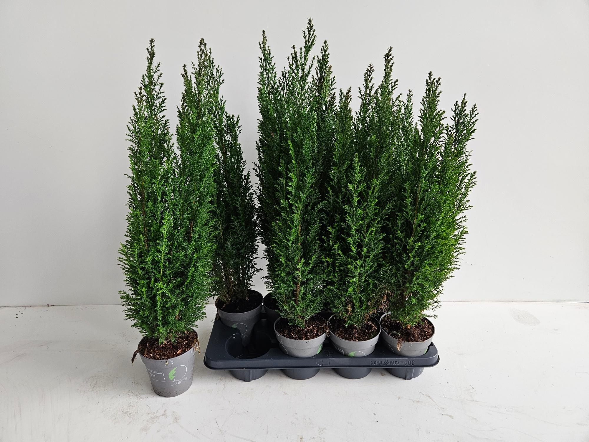 Горшечные цветы и растения оптом Cham L Ellwoodii от 8шт из Голландии с доставкой по России Горшечные цветы и растения оптом Cham L Ellwoodii от 8шт из Голландии с доставкой по России