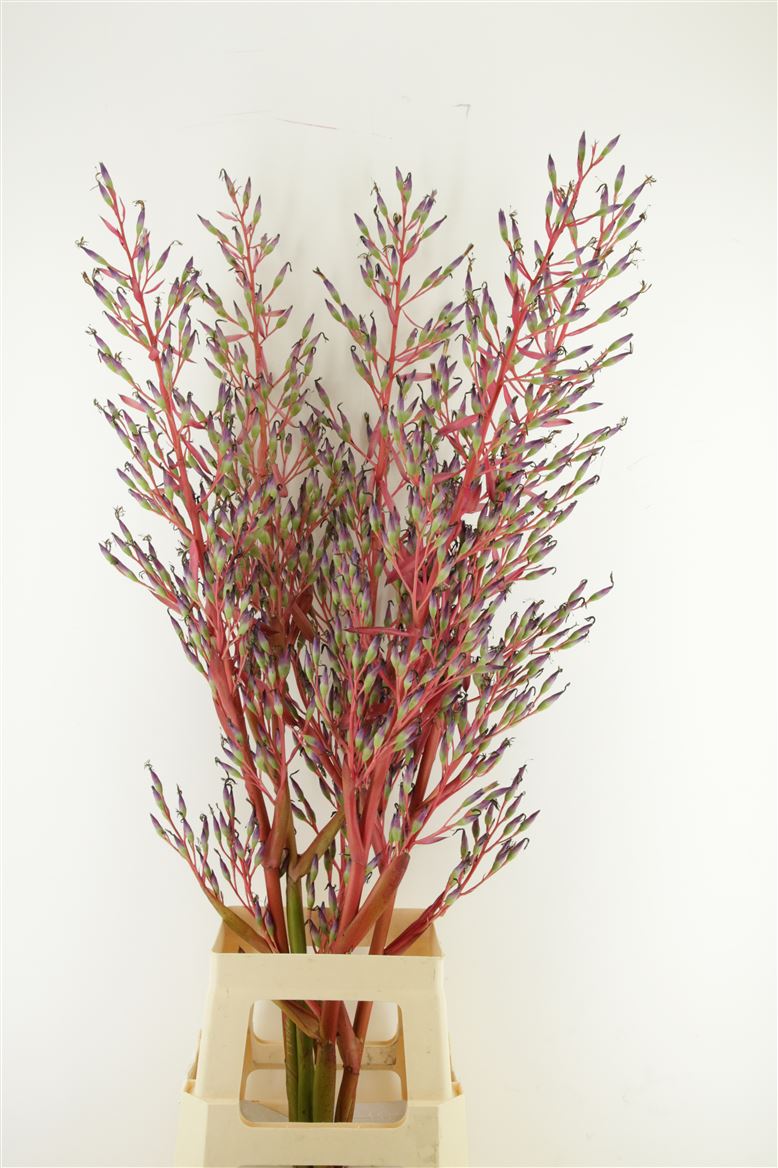 Срезанные цветы оптом Bromelia xl от 5шт из Голландии с доставкой по России