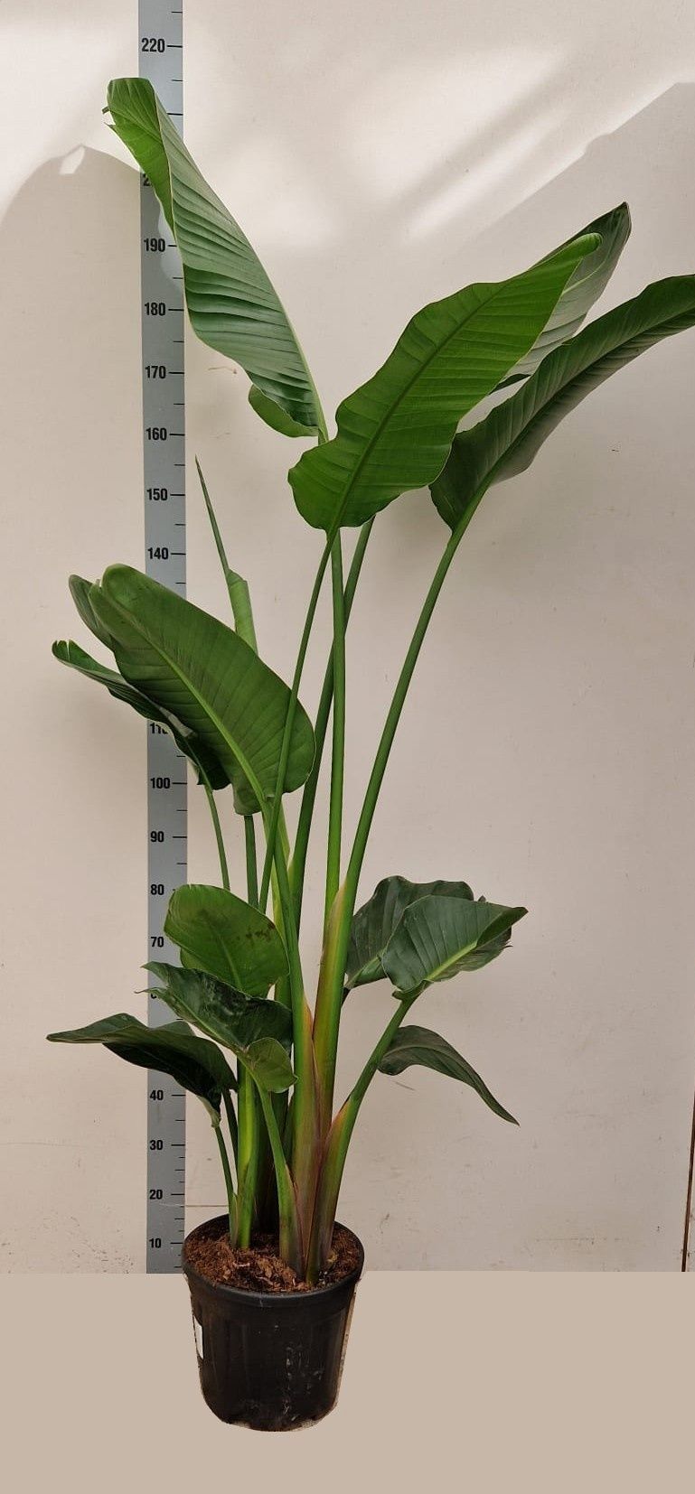 Горшечные цветы и растения оптом Strelitzia Alba от 1шт из Голландии с доставкой по России