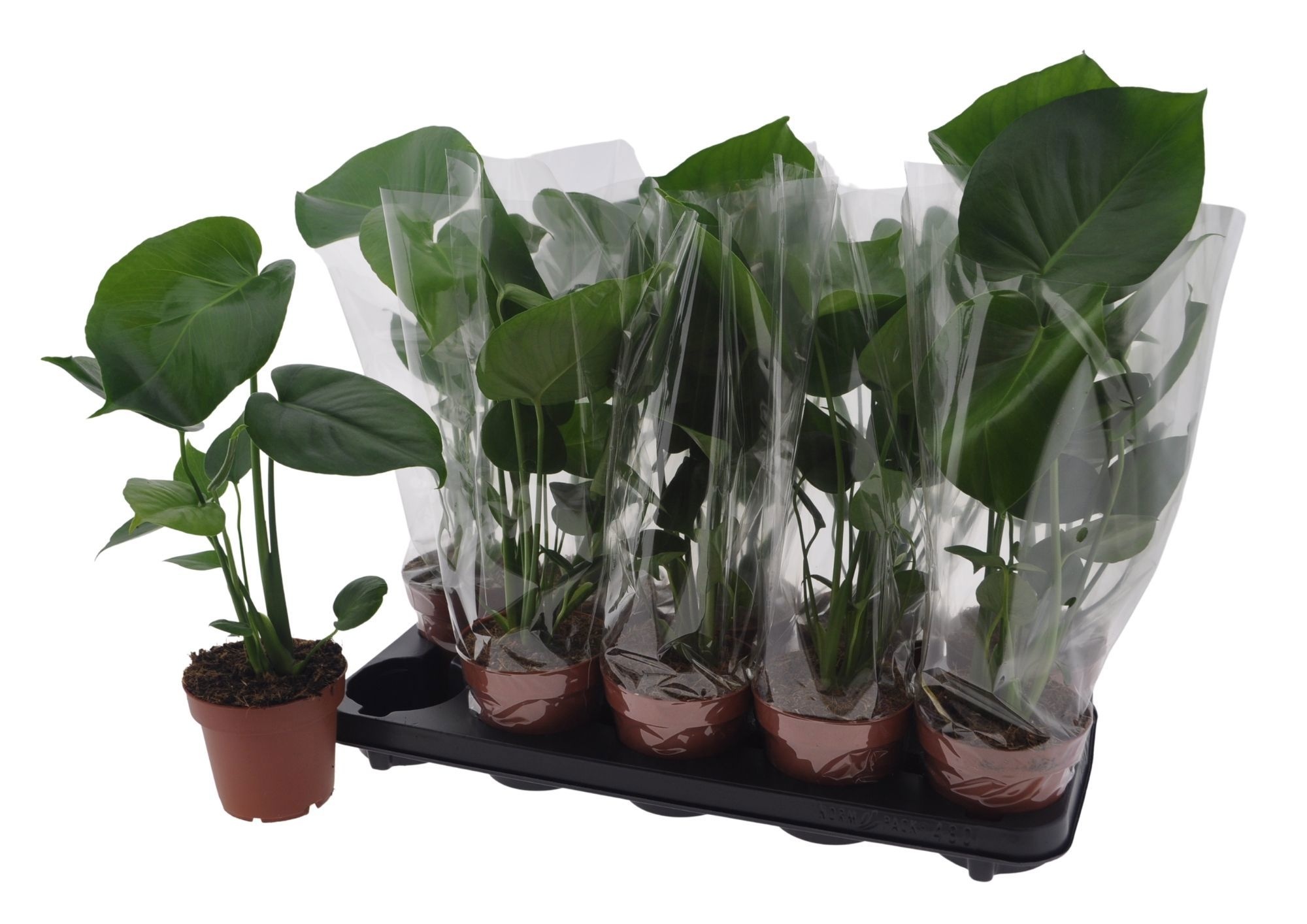 Горшечные цветы и растения оптом Monstera Deliciosa от 10шт из Голландии с доставкой по России