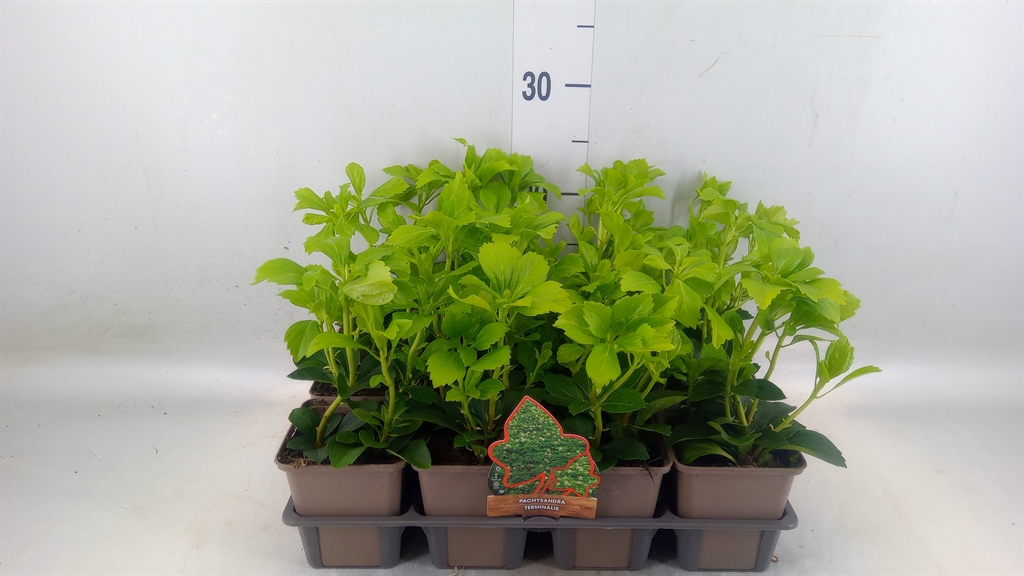 Горшечные цветы и растения оптом Pachysandra Termin. от 12шт (для телеги) из Голландии с доставкой по России