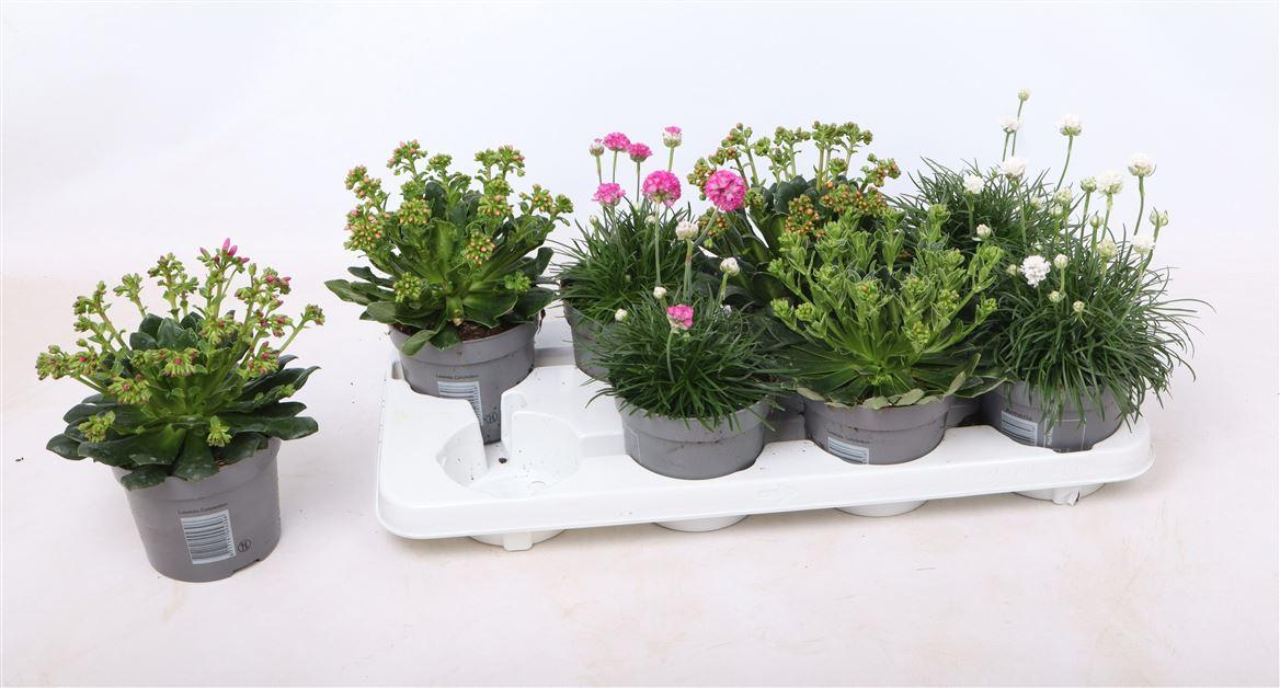 Горшечные цветы и растения оптом Plant Mix Outdoor от 8шт из Голландии с доставкой по России