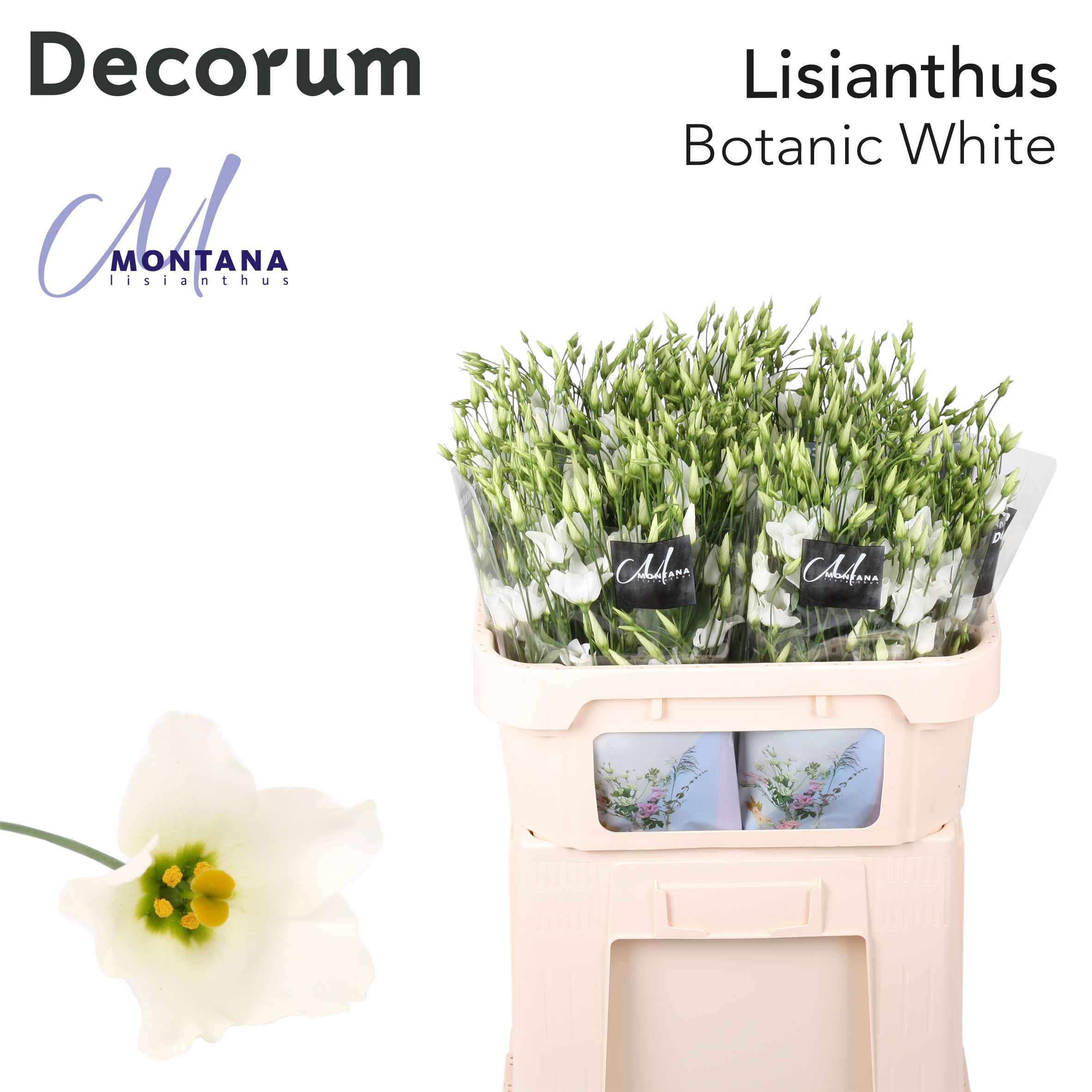 Срезанные цветы оптом Lisianthus si botanic white от 40шт из Голландии с доставкой по России