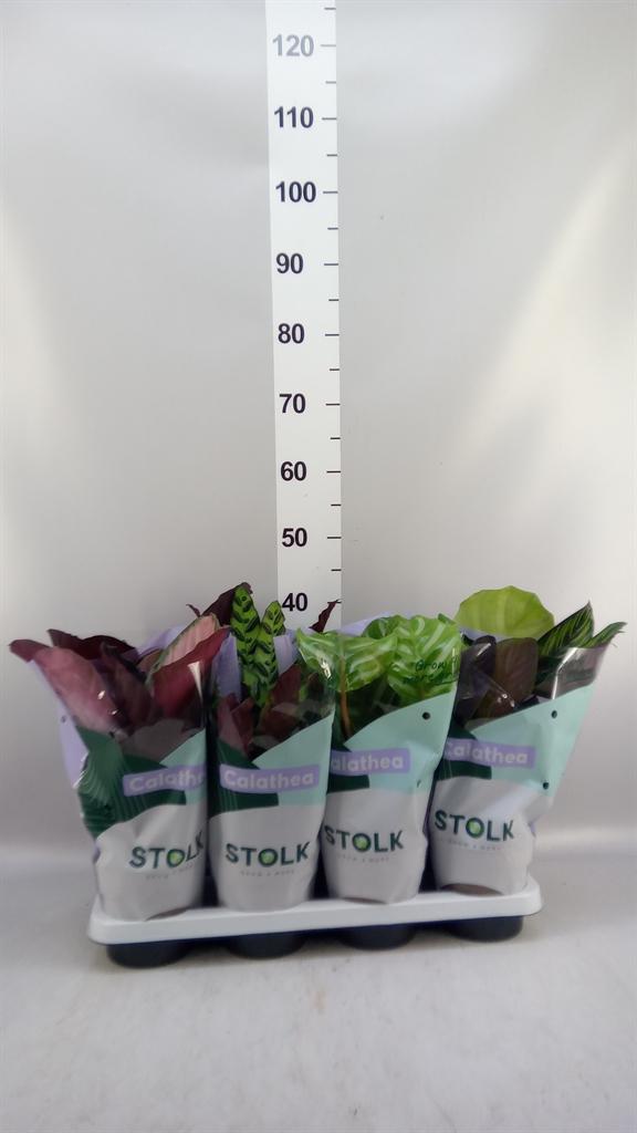 Горшечные цветы и растения оптом Calathea Mix 5 Sorts A от 8шт из Голландии с доставкой по России