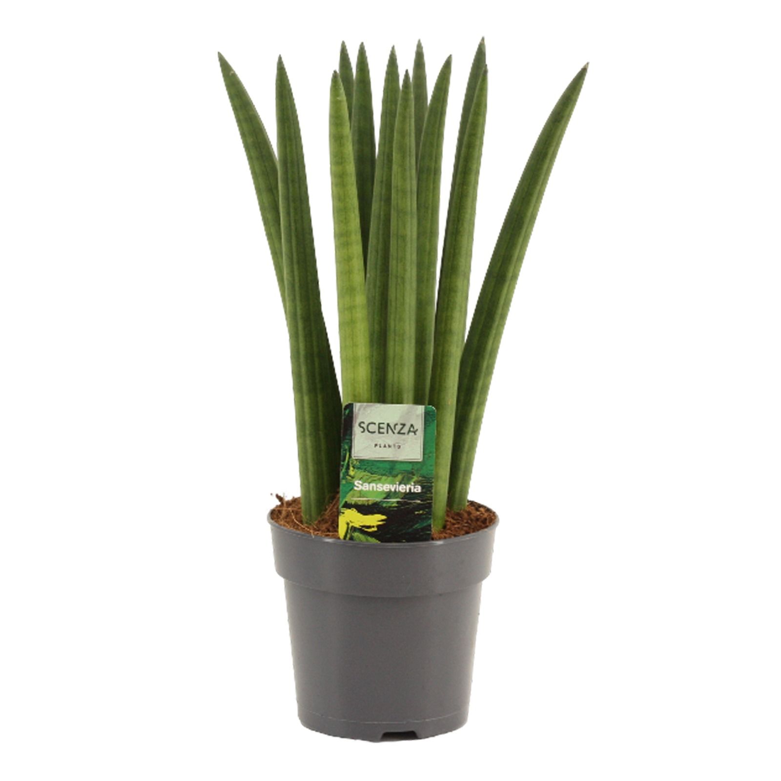Горшечные цветы и растения оптом Sansevieria Cylindrica Straight от 10шт из Голландии с доставкой по России