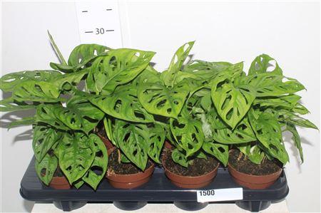 Горшечные цветы и растения оптом Monstera Adansonii от 8шт из Голландии с доставкой по России