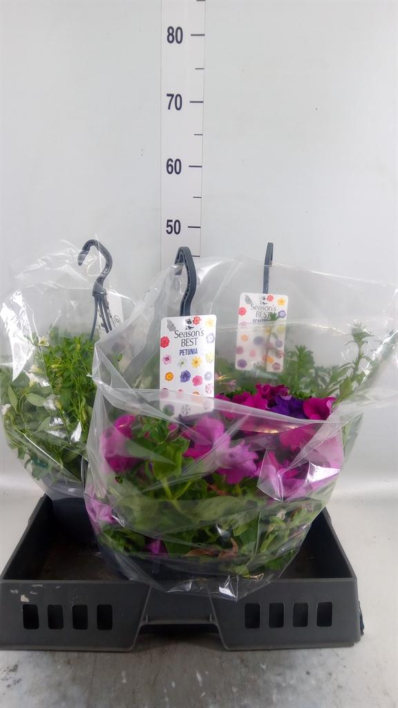 Горшечные цветы и растения оптом Perkplanten   ...         [bedding] от 3шт из Голландии с доставкой по России
