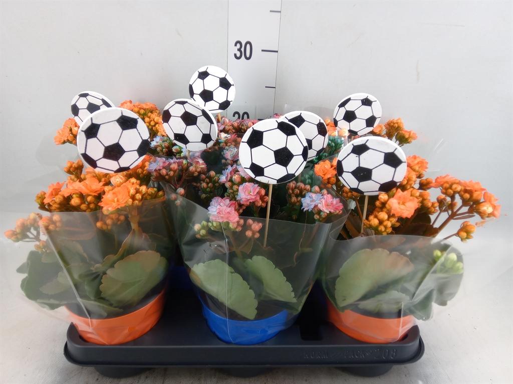 Горшечные цветы и растения оптом Kalanchoe Blos.   ..rosebud от 8шт из Голландии с доставкой по России
