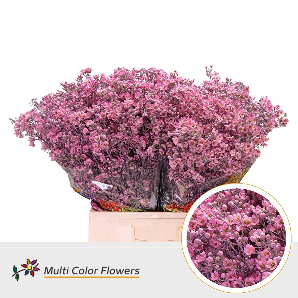 Срезанные цветы оптом Chamelaucium paint pink от 100шт. из Голландии с доставкой по России